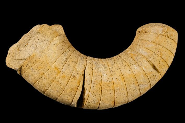 Ordovician, Nautiloid (Plectoceras) Fossil - Wisconsin #173935